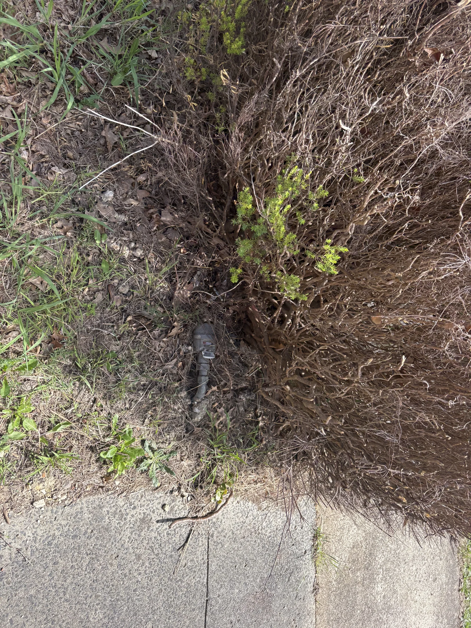 Dry brown bush with some green leaves next to a concrete path. A metal pipe or fixture is partially visible in the soil.