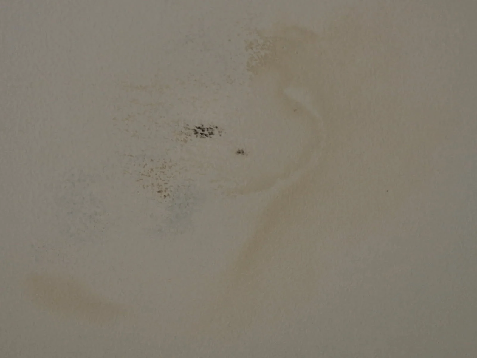 Brown and gray mold spots on a white wall, indicating moisture damage. The surface is textured, creating an unsettling mood.